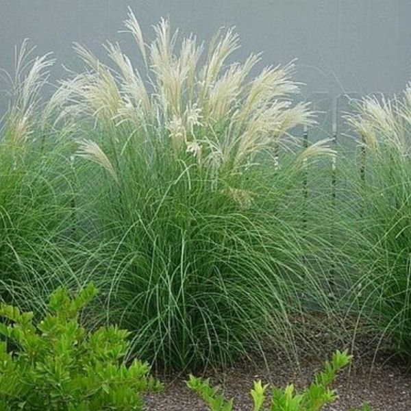 Adagio Grass image