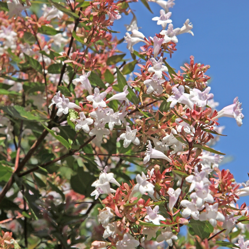 Abelia 'Rose Creek' image