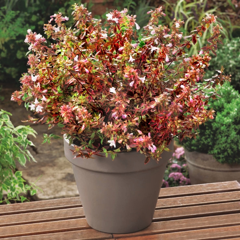 Abelia 'Francis Mason' image