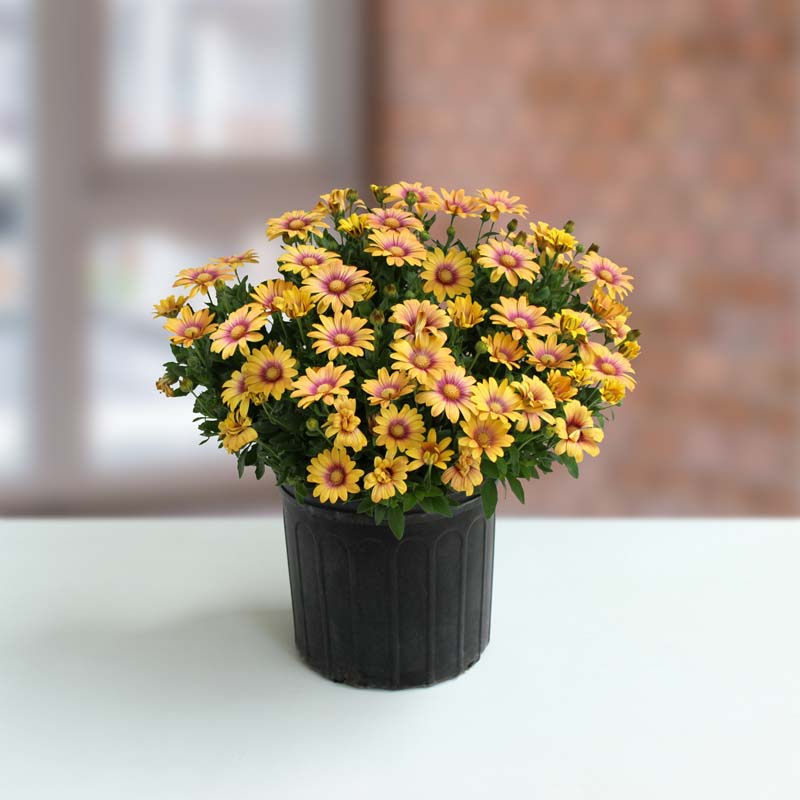 African Daisy 'Blushing Beauty' image