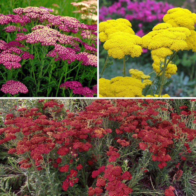 Achillea Desert Eve&trade; Collection image