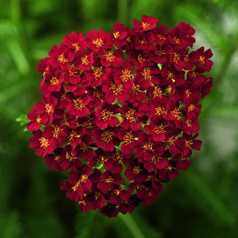 Achillea Desert Eve&trade; Red image