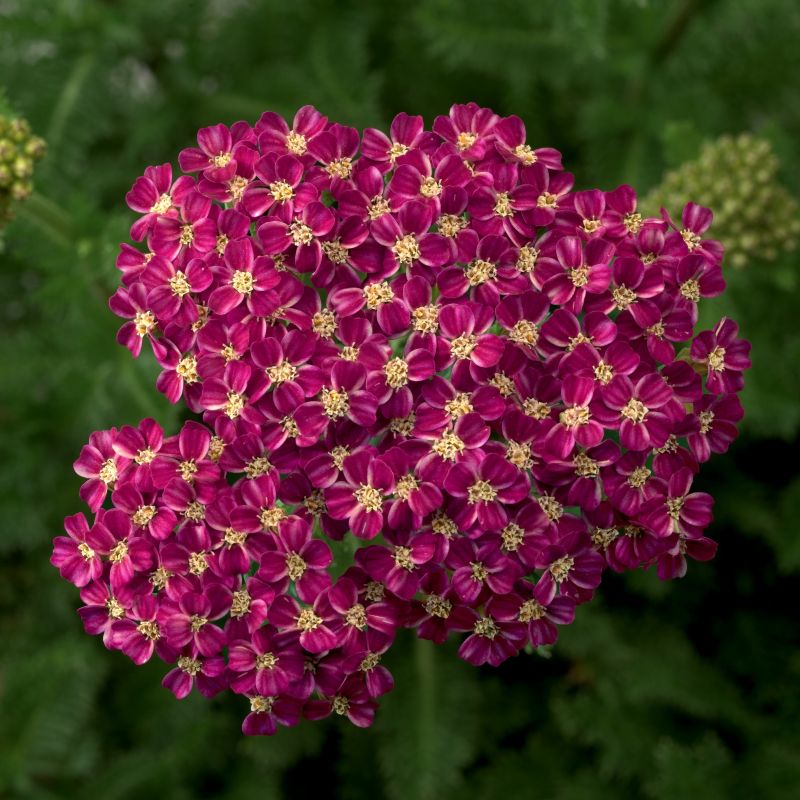 Achillea Desert Eve&trade; Rose image