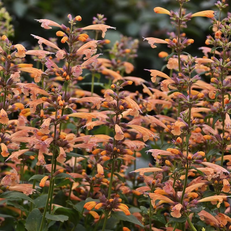 Agastache &lsquo;mango Tango&rsquo; image