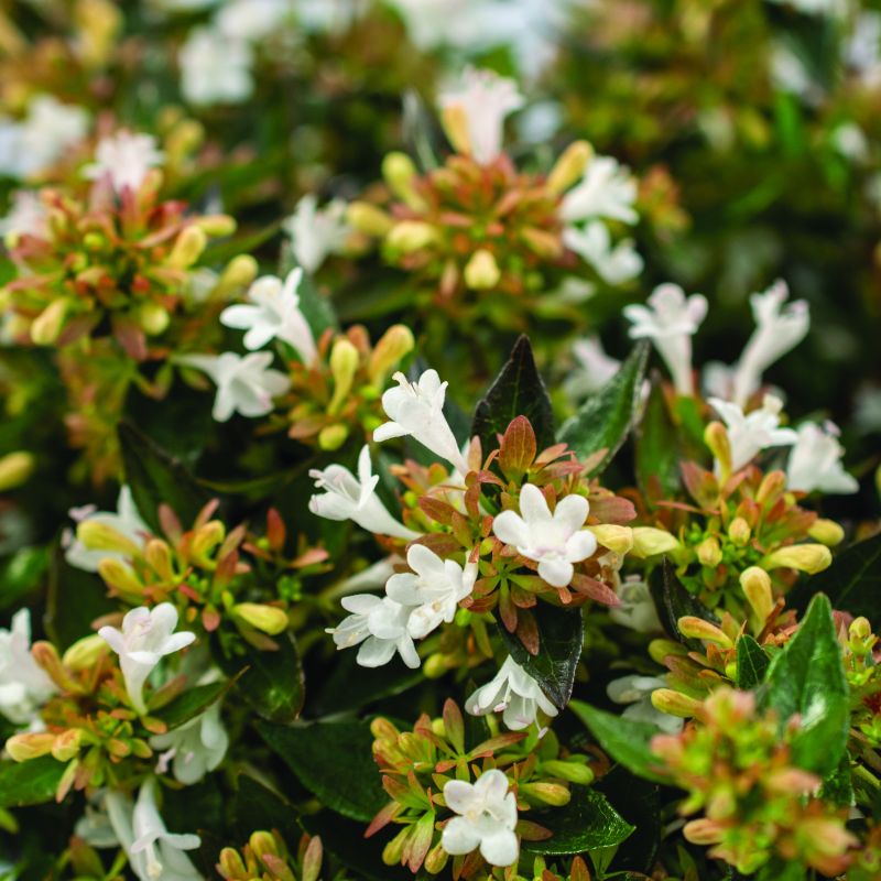 Abelia Apple Perfection image