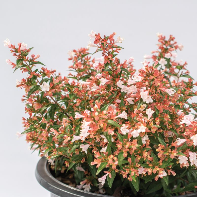 Abelia Raspberry Perfection image