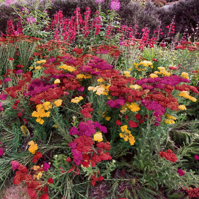 Achillea, 3-n-1 Milly Rock&trade; Yarrow image