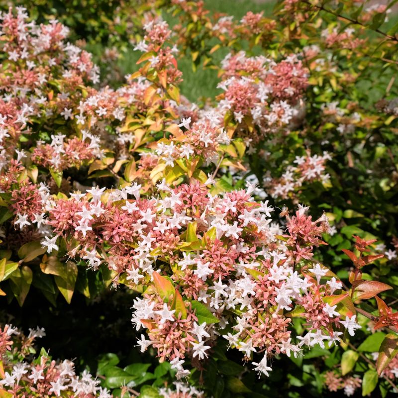 Abelia Peach Perfection image