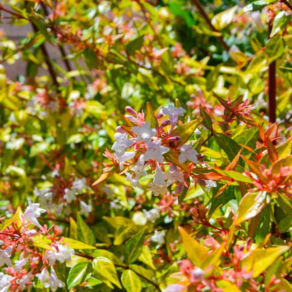 Abelia Kaleidoscope image